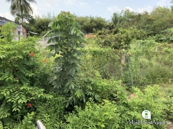 Đất Củ Chi